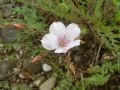 Linum tenuifolium